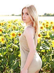 Sunflowers Blondes Warm Milk