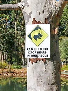 Mythical Creatures 74.  Drop Bears